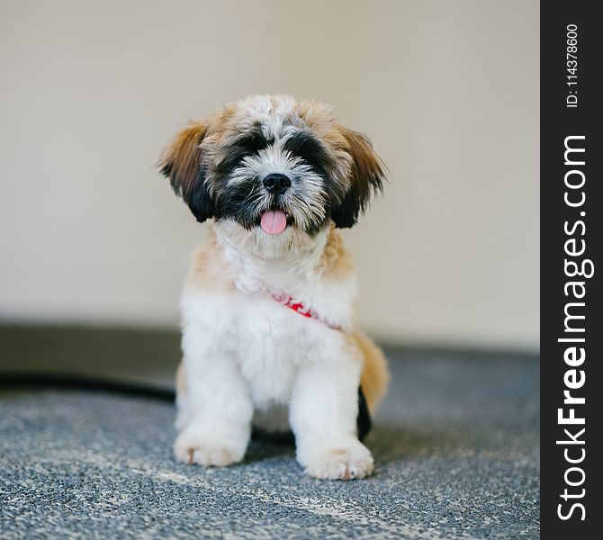 White, Brown, And Black Shih Tzu Puppy