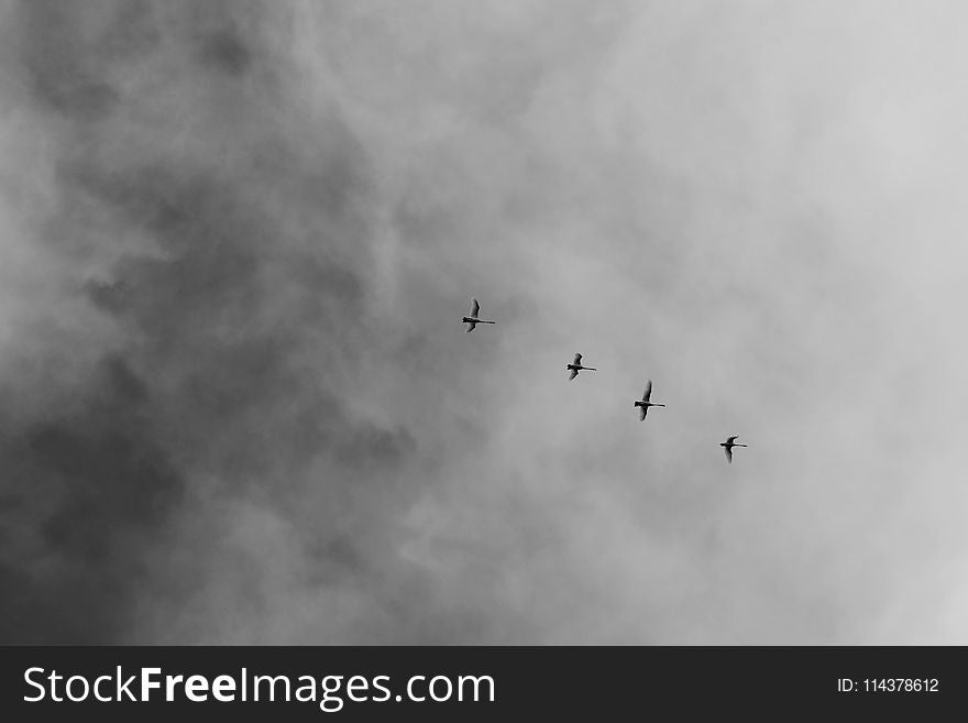 Low Angle Photography Of Four Flying Birds