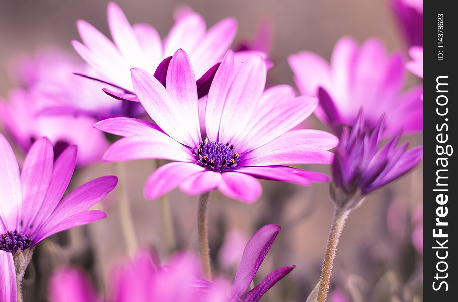 Selective Photo Of Purple Daisy Flowers