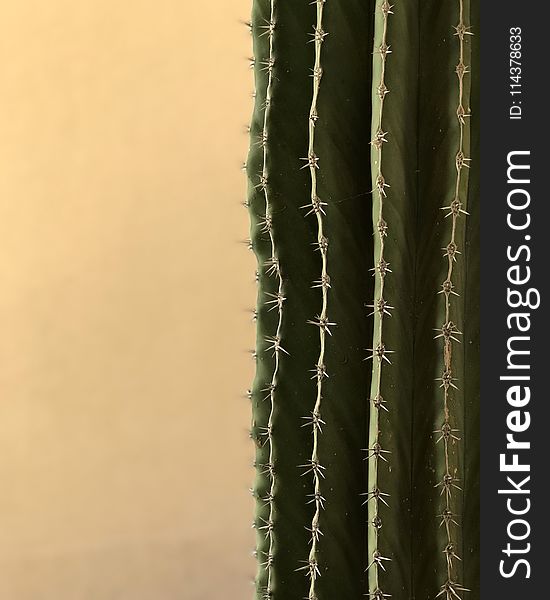 Macro Shot of Green Cactus