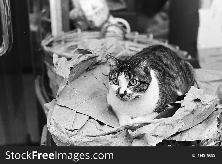 Grayscale Photo Of Tabby Cat