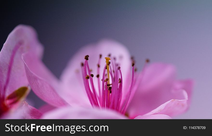 Pink Cherry Blossoms In Bloom Macro Photo