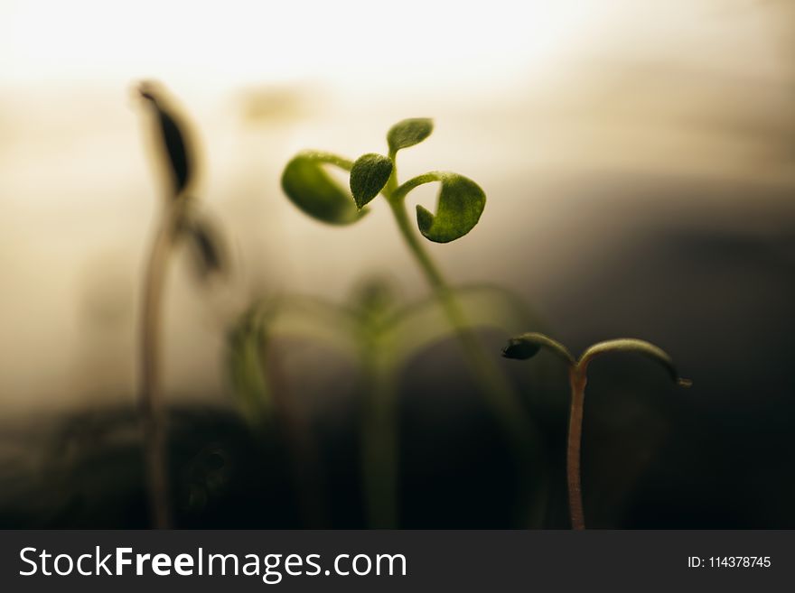 Macro Photography Of Leaves