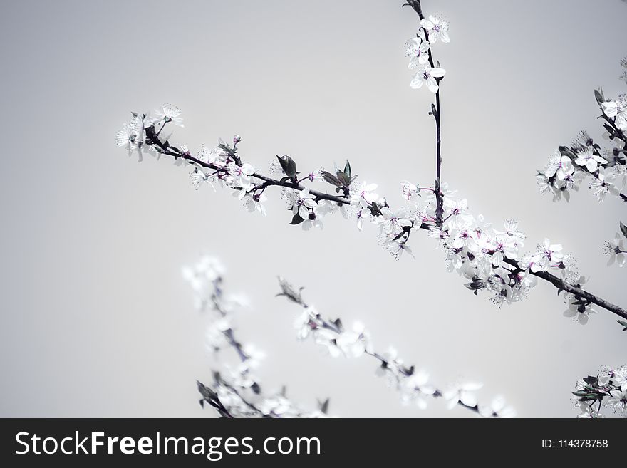 Close-Up Photography Of Flower Blossom