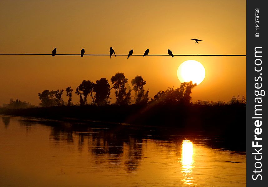 Silhouette sf BirdS Perched On Electric Wire During Sunset