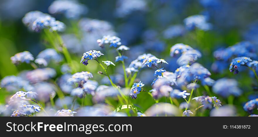 View to blue spring flowers in the park. Forget me not blossom at beautiful sunset with sunlight in the forest in april