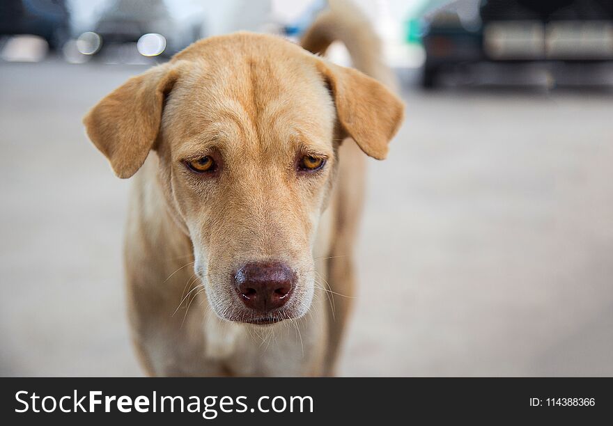 Funny face of stray dog like sleepy or hungry on blur background. Dog sleep concept. Cute animal.