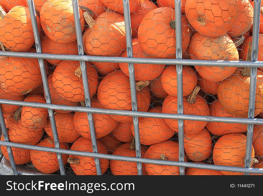 Freshly picked organic pumpkins in a wire bin ready for transport to the farmer's market.