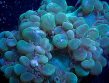 Green Bubble Coral With Feeder Tentacles Extended Royalty Free Stock Photo