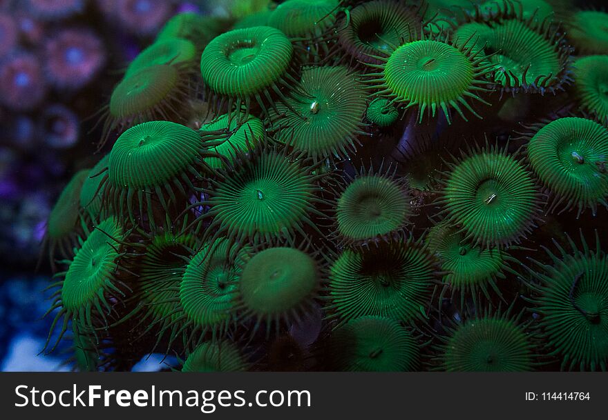 Detailed view of a large colony of dark green palythoa button polyp soft corals. Detailed view of a large colony of dark green palythoa button polyp soft corals.