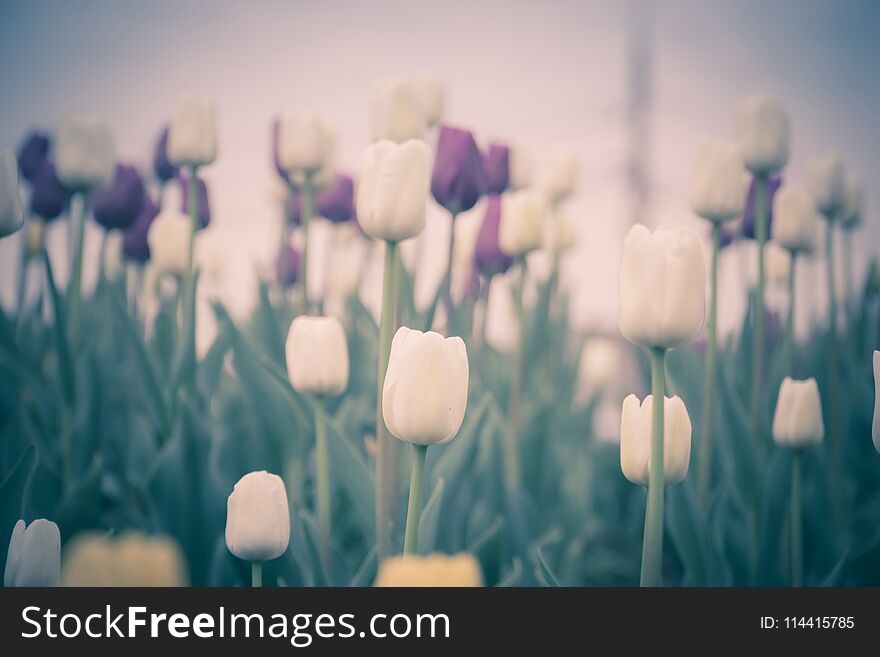 Bright tulips blooming, spring flowers in the flowerbed, city streets decoration, filtered. Bright tulips blooming, spring flowers in the flowerbed, city streets decoration, filtered.