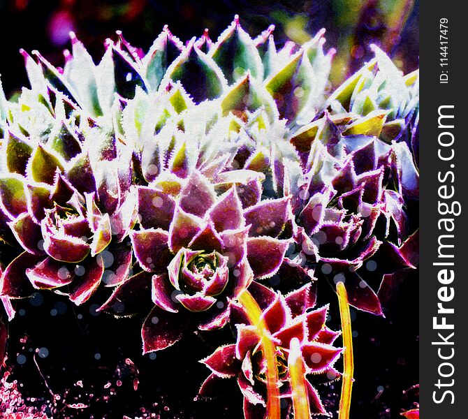 Grunge stylized illustration of a colorful succulent, photo manipulation. Grunge stylized illustration of a colorful succulent, photo manipulation.