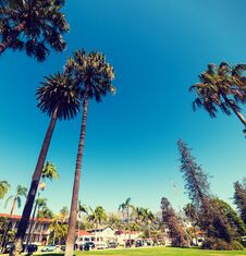 Palm Trees Under A Blue Sky In Santa Barbara Royalty Free Stock Photo