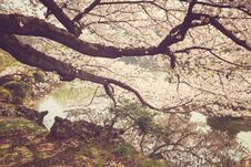 Beautiful Cherry Blossom Tree Royalty Free Stock Image