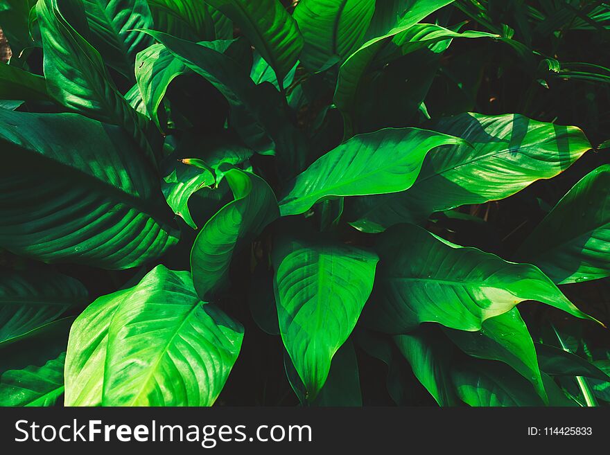Tropical green summer abstract background