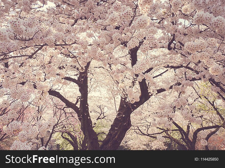 Beautiful cherry blossom tree in park