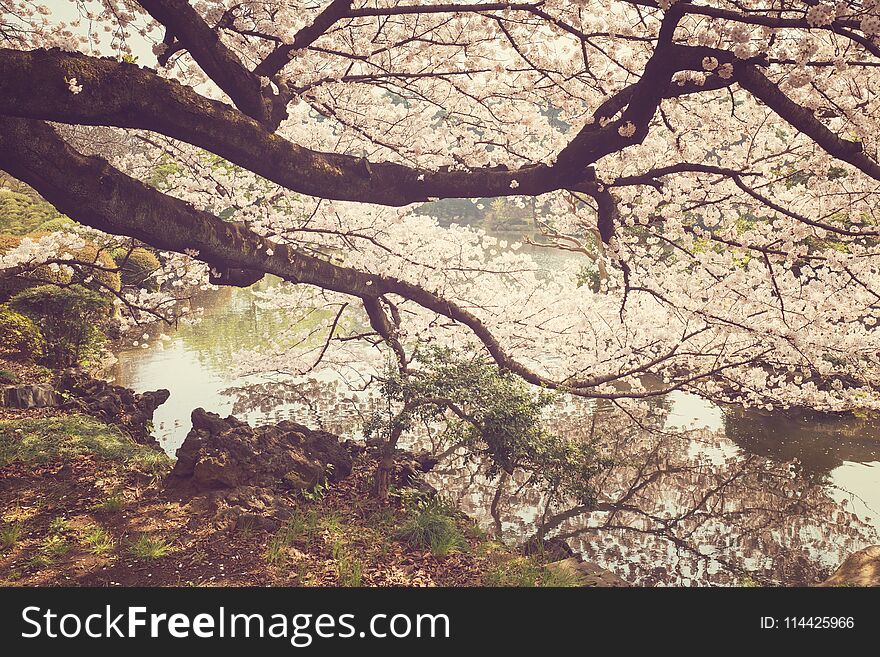 Beautiful cherry blossom tree over pond in park