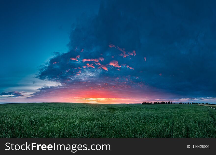 Panoramic Landscape Of Green Young Oat Plantation In Spring Field Under Scenic Summer Colorful Dramatic Sky At Sunset Or Sunrise Dawn. Agricultural Rural Panorama