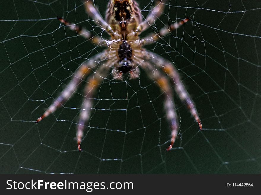 Close-up Selective Focus Photography of Barn Spider on Web
