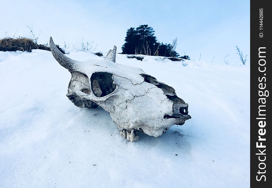 Animal Skull on Ground Covered With Snow