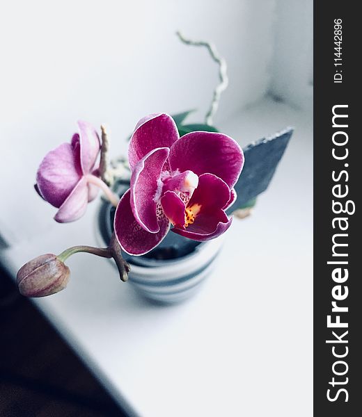 Purple Orchid in White Ceramic Pot