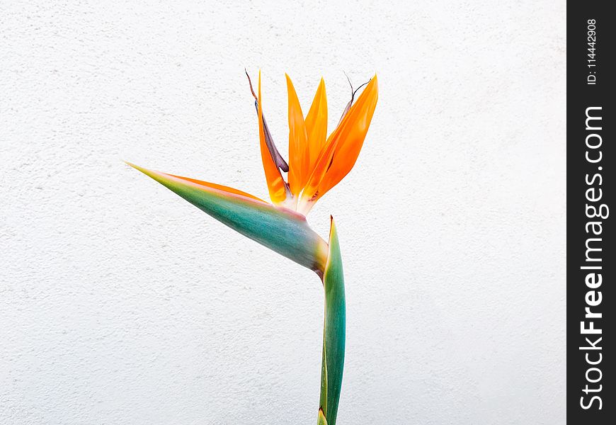 Orange Birds Of Paradise Flower Closeup Photo