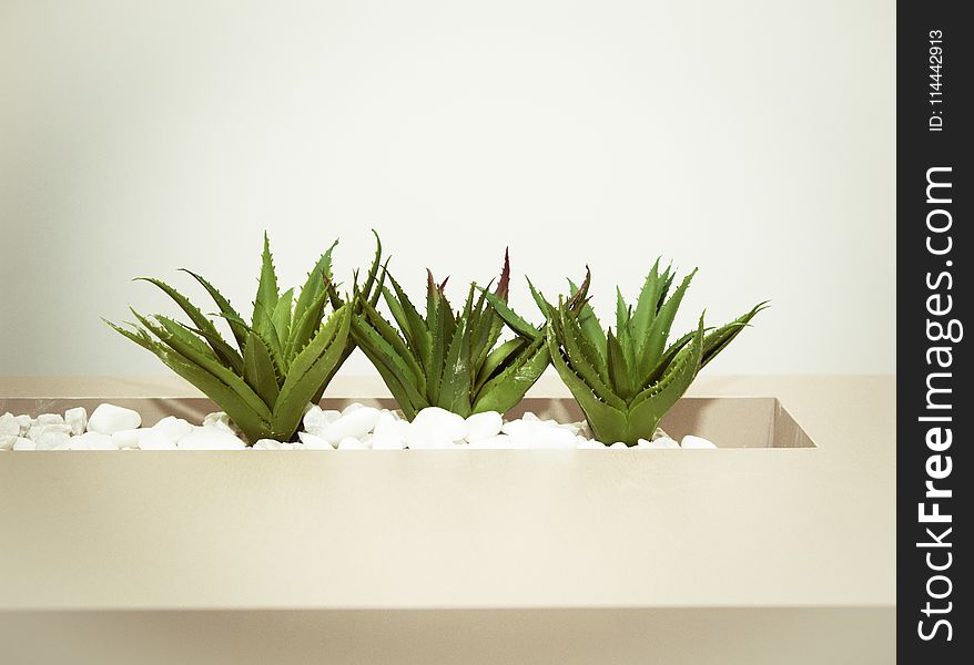 Three Green Aloe Vera Plants