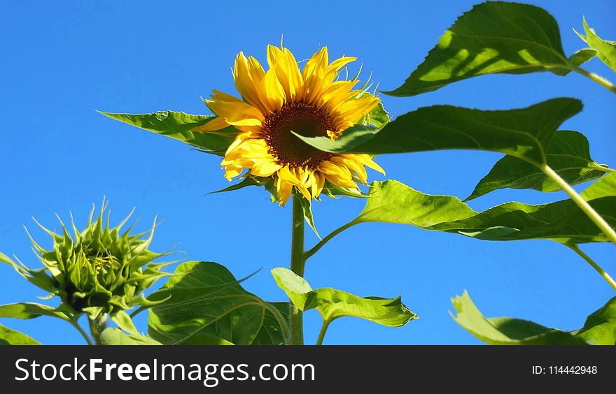 Sunflower