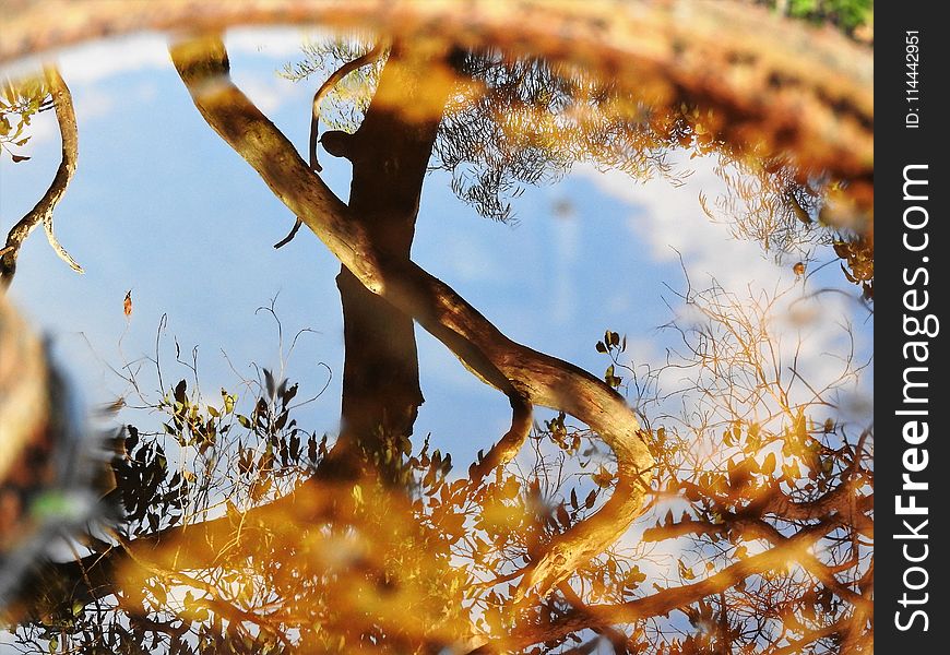 Reflection Of Tree