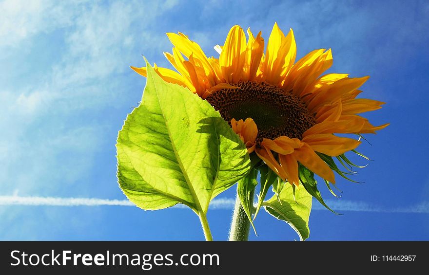 Low Angle Photography Of Sunflower