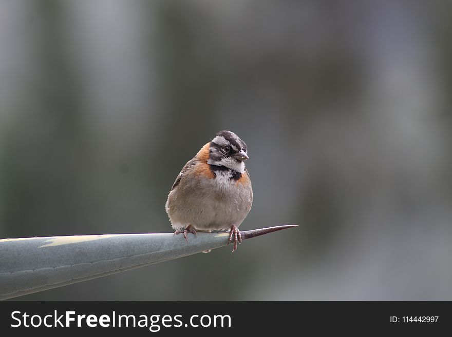 Passerine Bird