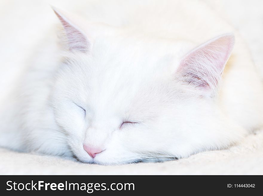 Photo Of White Cat Sleeping