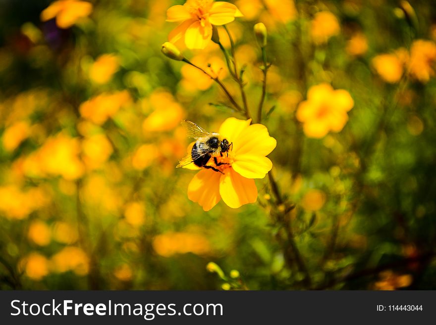 Macro Photography of Bumblebee