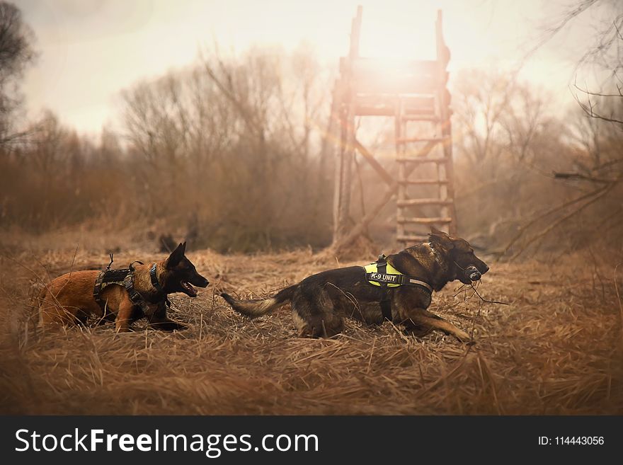Two Dogs Chasing Each Other