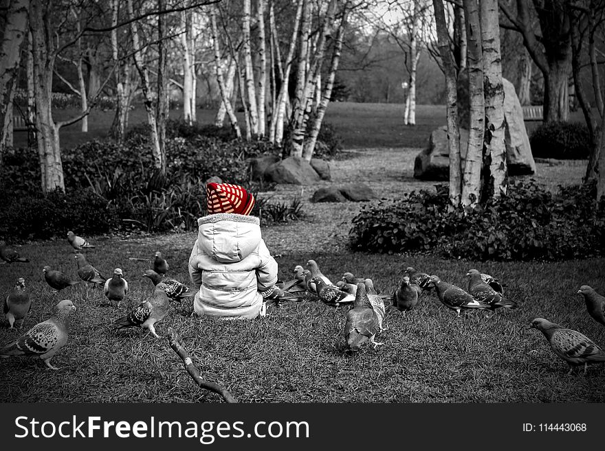 Selective Colour Photography Of Toddler Sitting On Grass Next to Pigeons
