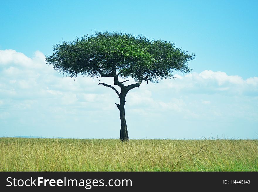 Tree Surrounded by Green Grass