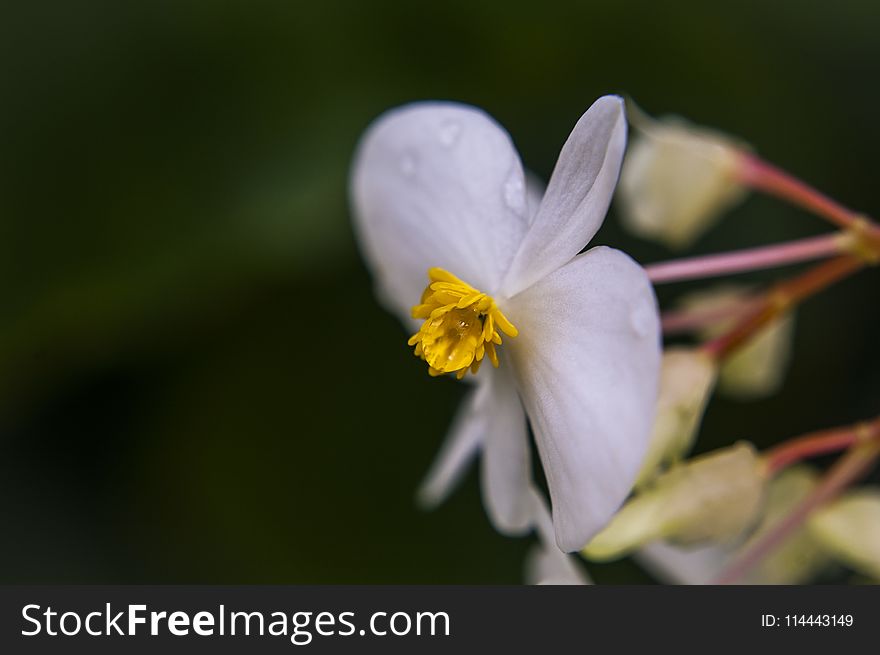 Closeup Photography Of White Flower