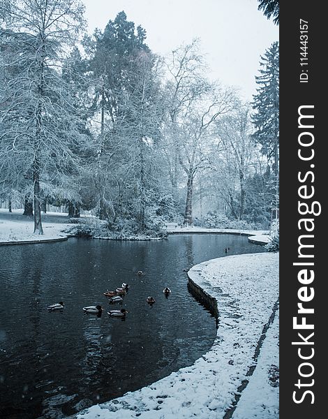 Flock Of Ducks On Body Of Water