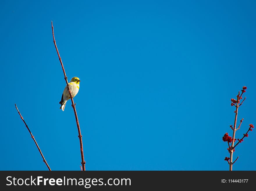 Bird Perched