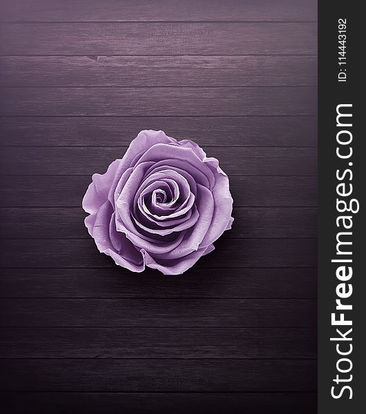 Purple Rose On Wooden Surface