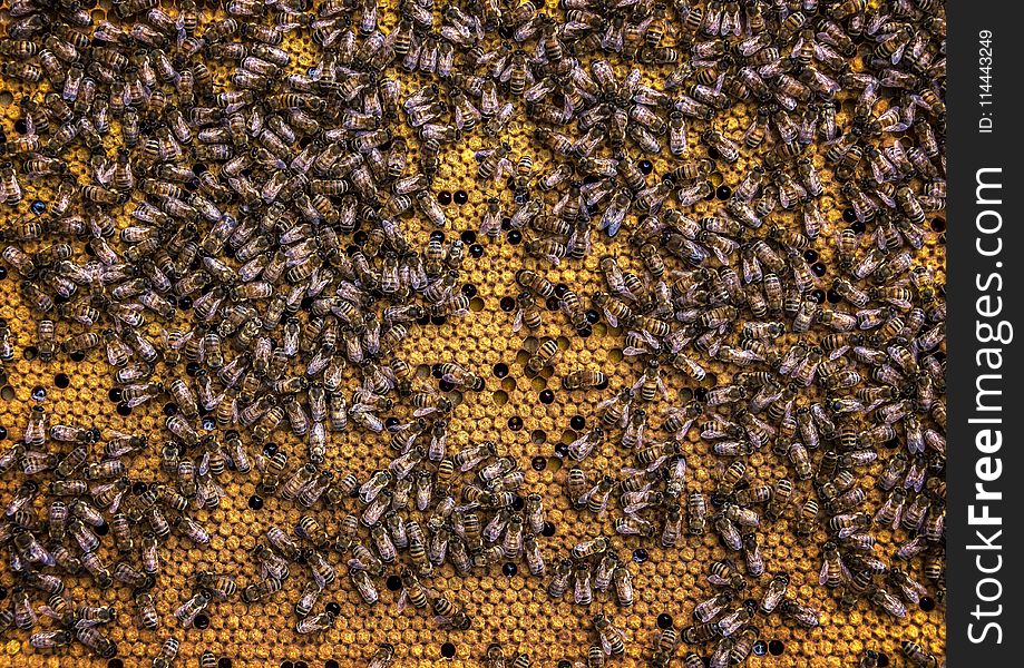 Swarm Of Honey Bees