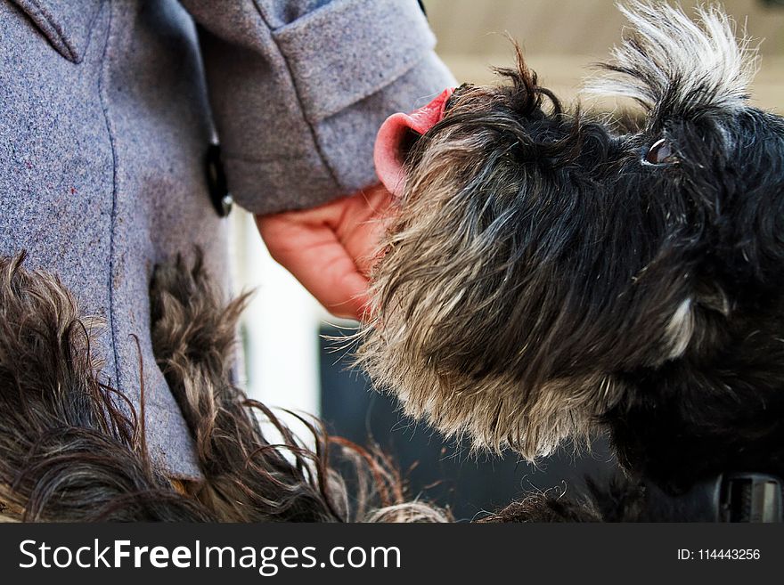 Hairy Dog