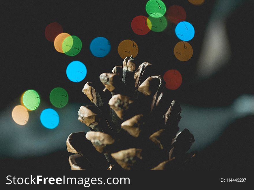 Selective Focus Photography of Pine Cone