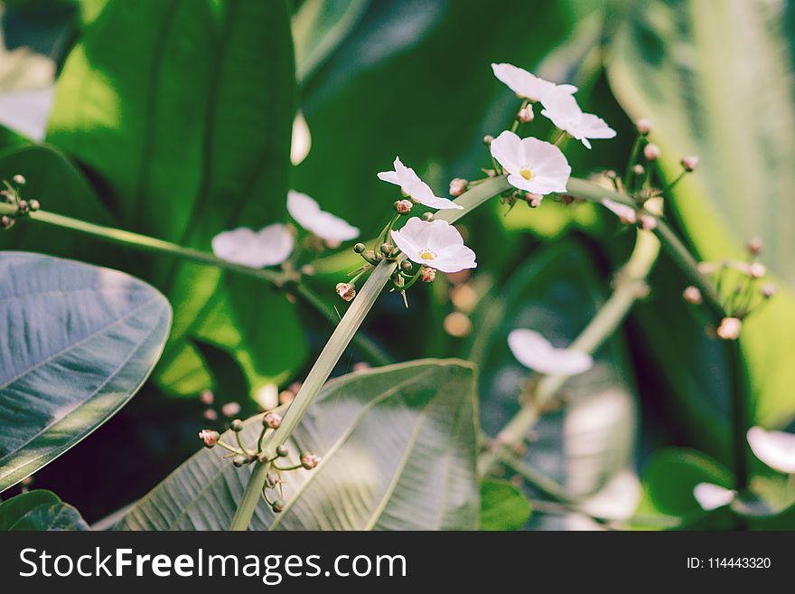 Selective Focus Photo of White Petal Flowers