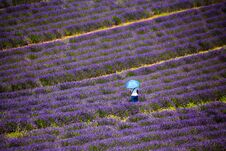 A Man Isolated In A Levender Field At Valensole, Provence, France. Royalty Free Stock Images A Man Isolated In A Levender Field At Valensole, Provence, France. Royalty Free Stock Images