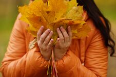 Girl`s Hands In An Orange Jacket Hold Yellow Maple Leaves Stock Photos
