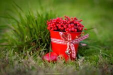 Berry Season. Red Bucket With Berries. Organic Bio Berries Royalty Free Stock Photography Berry Season. Red Bucket With Berries. Organic Bio Berries Royalty Free Stock Photography