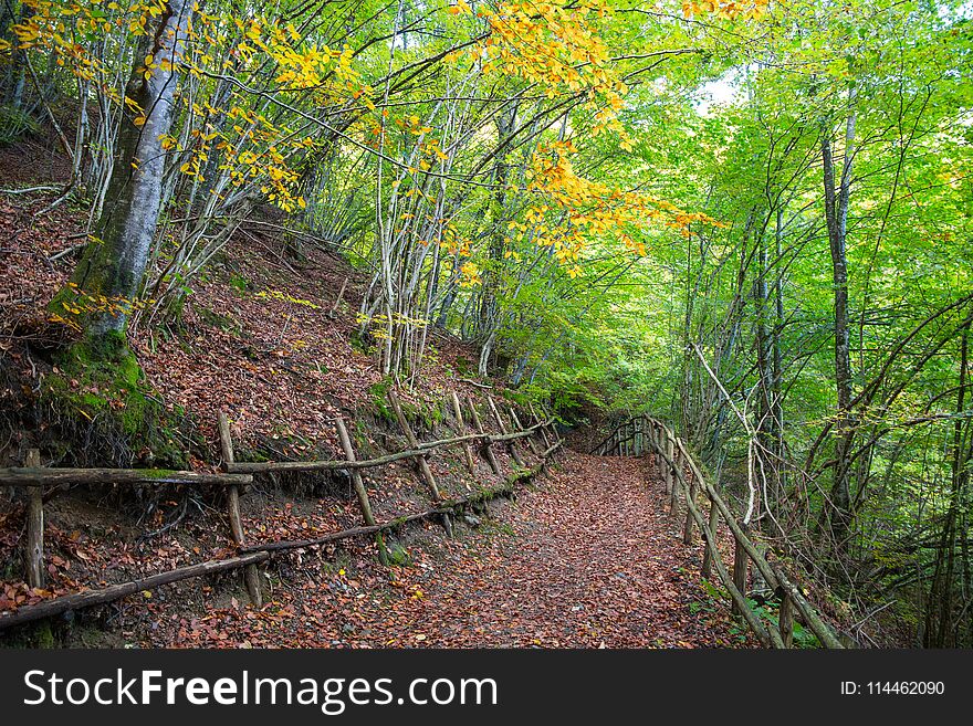 Country path running through the woods on an autumn day / beech forest. Country path running through the woods on an autumn day / beech forest