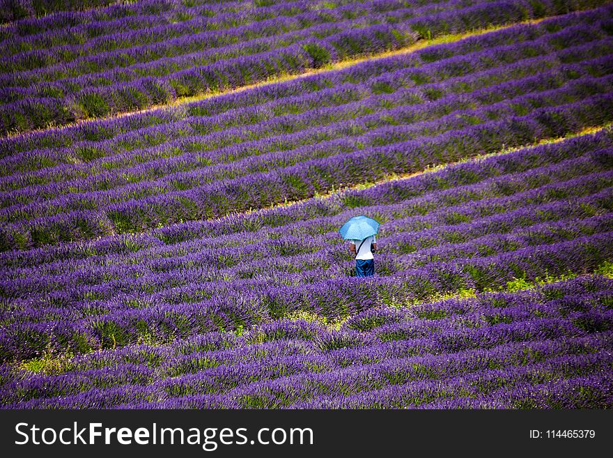 A Man Isolated In A Levender Field At Valensole, Provence, France.