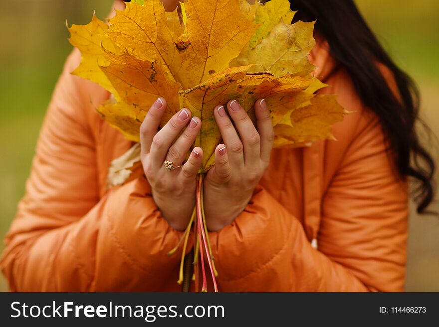 Girl`s hands in an orange jacket hold yellow maple leaves